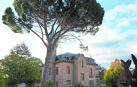 El pino, de grandes dimensiones, junto al Palacete Municipal