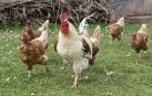 Un gallo y gallinas, criadas al aire libre.