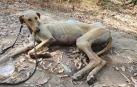 Imagen del galgo que ha sobrevivido