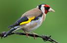 Carduelis carduelis