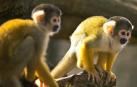 Monos ardilla