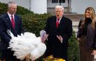El presidente de Estados Unidos, Donald Trump, habla con una de las aves en la ceremonia para indultar los pavos de Acción de Gracias este martes, en el jardín de rosas de la Casa Blanca
