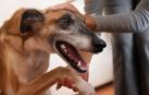 Una mujer trata de calmar a un perro asustado por los petardos
