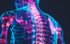 Ilustración de un cuerpo humano con la médula espinal destacada en colores