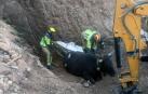 vaca rescate