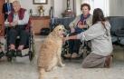 La terapia asistida con animales se utiliza cada vez más en las residencias por sus beneficios para la relajación, psicomotricidad y motivación de las personas mayores. La golden retriever Bali, es la protagonista de uno de estos programas en la Fundación Asilo de Torrelavega