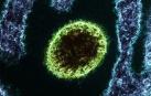 Imagen de archivo del virus Nipah