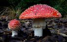 Amanita muscaria