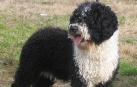 Perro de Agua Español