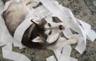 Un perro pillado jugando con el papel higiénico