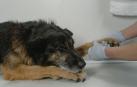 Imagen de archivo de un perro en el veterinario