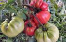 tomate