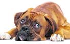 Imagen de un perro triste