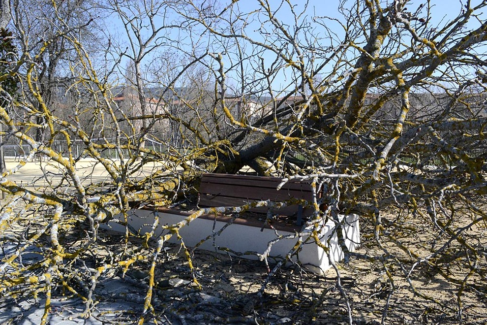 Árbol caído en el parque de Trinitarios | Noticias de ...