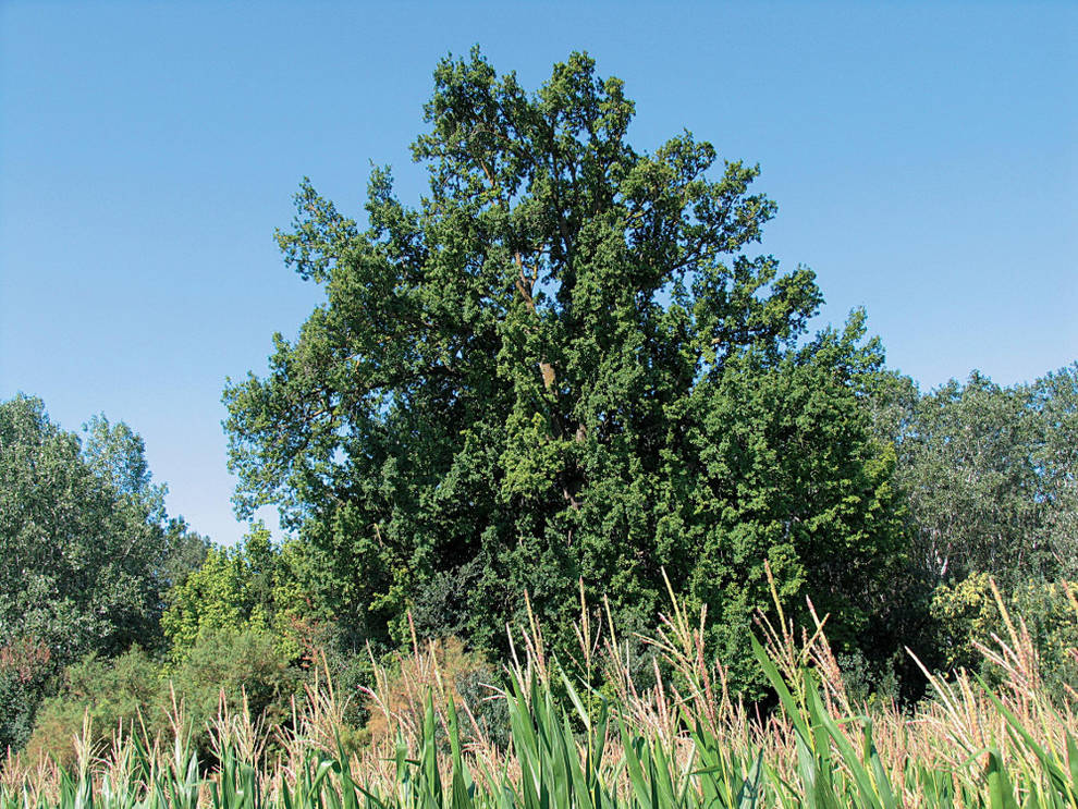 Un monumento natural: el Roble de Santa Isabel, un árbol de río