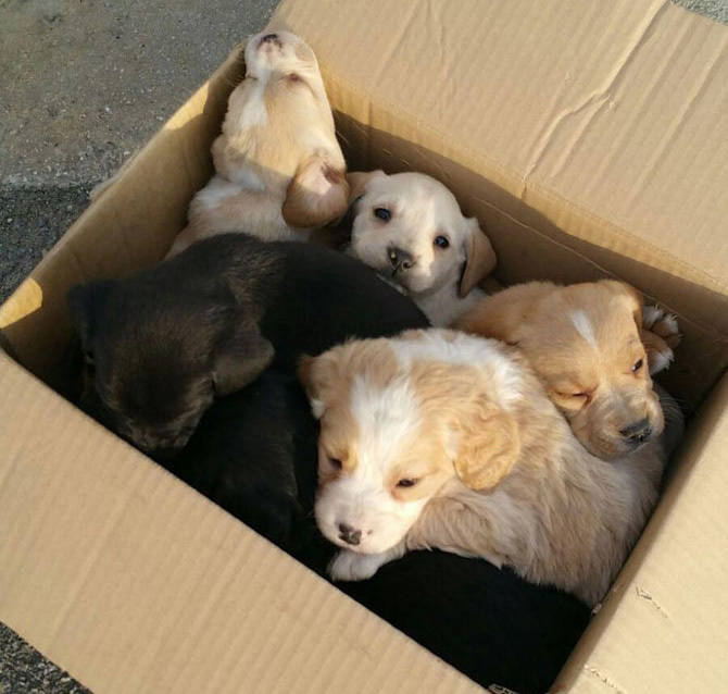 Aparecen en Pamplona siete cachorros de perro abandonados en una caja