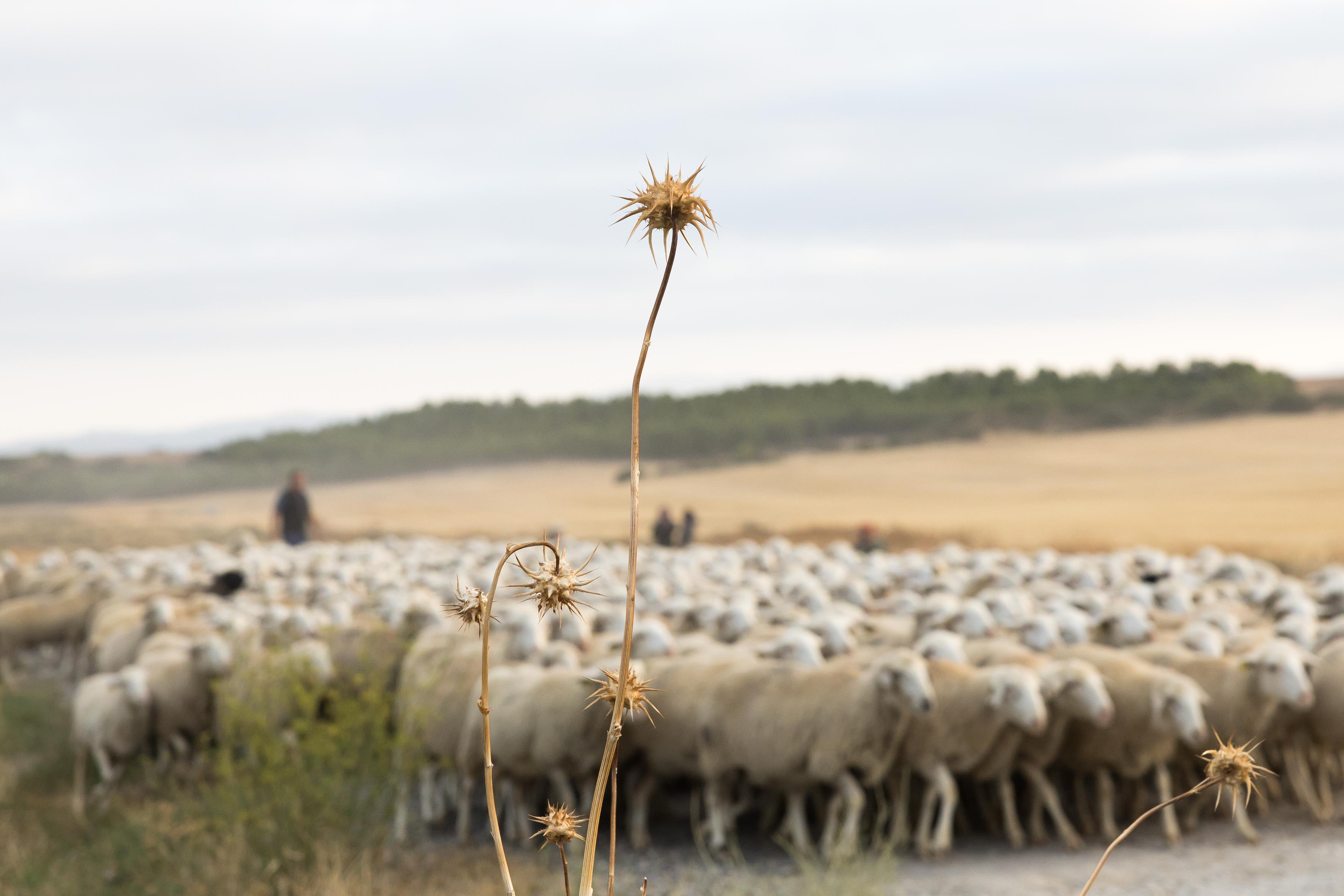 Un "gran Carnívoro" Mata 10 Ovejas Y 4 Cabras En Bardenas